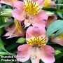 Alstroemeria 'Summer Break'