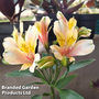 Alstroemeria 'Avanti'