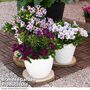 Alstroemeria inticancha 'Purple Passion Collection'