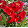 Alstroemeria 'Inticancha Doba'