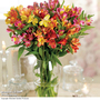 Alstroemeria 'Garden Hybrids'