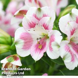 Alstroemeria 'Hula'