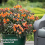 Alstroemeria 'Indian Summer'