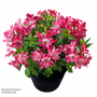 Alstroemeria 'Inticancha Romance'