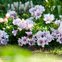 Alstroemeria 'Inticancha Moon'