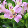 Alstroemeria 'Inticancha Navayo'