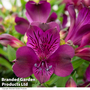 Alstroemeria 'Inticancha Paraiso'