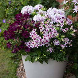 Alstroemeria inticancha 'Purple Passion Collection'