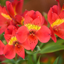 Alstroemeria 'Summer Heat'