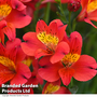 Alstroemeria 'Summer Heat'