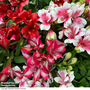 Alstroemeria 'Pink Passion'