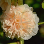 Hollyhock 'Chater's Double Apricot' - Seeds