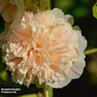 Hollyhock 'Chater's Double Apricot' - Seeds