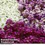 Alyssum 'Clear Crystal Mixed'