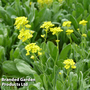 Alyssum saxatile 'Golden Queen' - Seeds