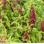 Amaranthus caudatus 'Pony Tails Mixed' - Seeds