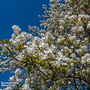 Amelanchier 'Ballerina' (Mature Tree)