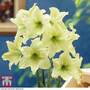 Amaryllis 'Lemon Star'