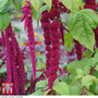 Amaranthus caudatus 'Love Lies Bleeding' - Seeds