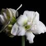 Amaryllis 'Akiko'