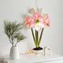 Amaryllis 'Apple Blossom'
