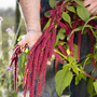 Amaranthus caudatus - Kew Flowerhouse Seed Collection