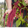 Amaranthus caudatus - Kew Flowerhouse Seed Collection