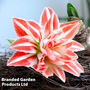 Amaryllis 'Dancing Queen'