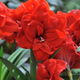 Amaryllis 'Double Dragon'
