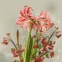 Amaryllis 'Doublet'