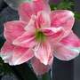 Amaryllis 'Giant Amadeus'
