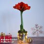 Amaryllis in LED light Pot - Gift