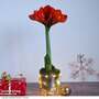 Amaryllis in LED Pot - Gift