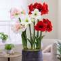 Amaryllis Mix