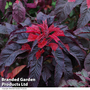 Amaranthus 'Molten Fire' - Seeds