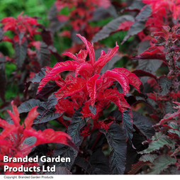 Amaranthus 'Molten Fire' - Seeds