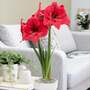 Amaryllis 'Pleasure'