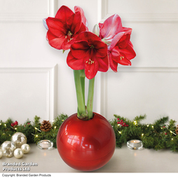 Amaryllis In Globe - Gift