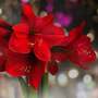 Amaryllis 'Tabasco'