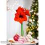 Amaryllis Touch Of Wax Art - Gift