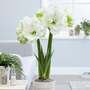 Amaryllis 'White Amadeus'
