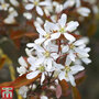 Amelanchier lamarckii