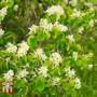 Amelanchier (Hedging)