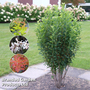 Amelanchier 'Rainbow Pillar'