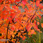 Amelanchier 'Rainbow Pillar' (Mature Tree)