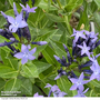 Amsonia tabernaemontana 'Blue Ice'