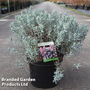 Andromeda polifolia 'Blue Lagoon'