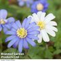 Anemone blanda