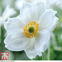 Anemone x hybrida 'Honorine Jobert'