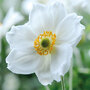 Anemone x hybrida 'Honorine Jobert'
